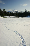 Snow in Powerscourt Gardens