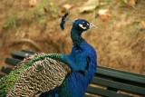 Aranjuez  - peacock in Jardn del Prncipe