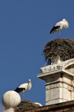 Storks in Alcal de Henares