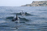 Dolphins, Isla Choros