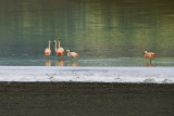 Flamingo, Laguna Amarga, Torres del Paine