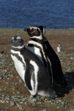 Magellanic penguins, Isla Magdalena