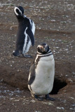 Penguins, Isla Magdalena, near Punta Arenas