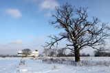 Cold Day on the Farm