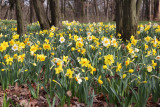 Daffodil Daydream