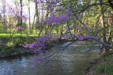 Redbud River