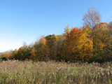 Colors at the Woods Edge