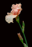 D25_8162 R.jpg