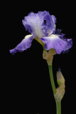 D25_8187 R.jpg