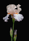 D25_8278 R.jpg