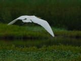 D27_7132.jpg