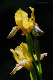 D27_7636.jpg