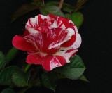 D27_7805.jpg