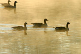 D22_6660.jpg