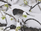 Mat2009Junco.jpg