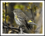 Yellow-Rumped-Warbler.jpg