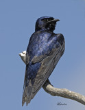 PurpleMartin.jpg