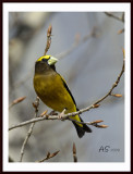 2008EveningGrosbeak.jpg