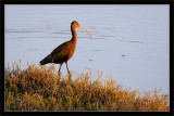 White-Faced Ibis at Sunset