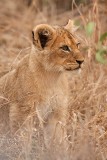 10 week old cub at Malamala