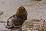 South American Sea Lion bull