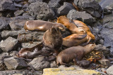 Male with females and cubs