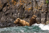 Two little cubs look around while Mom looks for salmon.