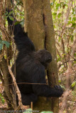 Chimpanzee sticking his twig into the hole in the tree to get termites