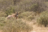 Oryx or Gemsbok