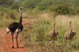 Ostrich with young