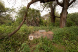 Elsa's grave. Elsa was made famous by Joy Adamson and Born Free.