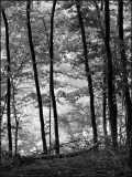 trees by the lake shore - brent