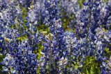 Texas wildflowers April 2010-03.jpg