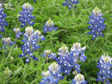 Texas wildflowers April 2010-08.jpg