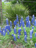 Texas wildflowers April 2010-22.jpg