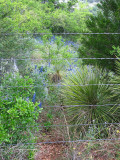 Texas wildflowers April 2010-24.jpg