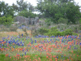Texas wildflowers April 2010-28.jpg