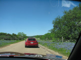 Texas wildflowers April 2010-47.jpg