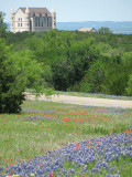 Texas wildflowers April 2010-56.jpg