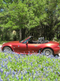Texas wildflowers April 2010-58.jpg