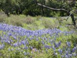 Texas wildflowers April 2010-83.jpg