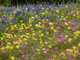 Texas wildflowers April 2010-91.jpg