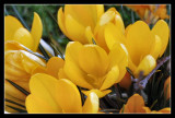 Crocus 