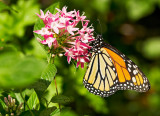monarch butterfly 52