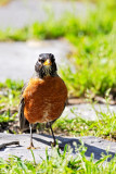 robin 09