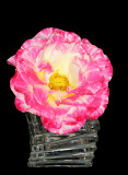 Touch of Class rose in crystal vase