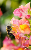 bee on snapdragon