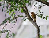 cardinal female in tree 01