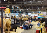 livestock exhibition 01