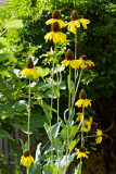 sunflowers 03